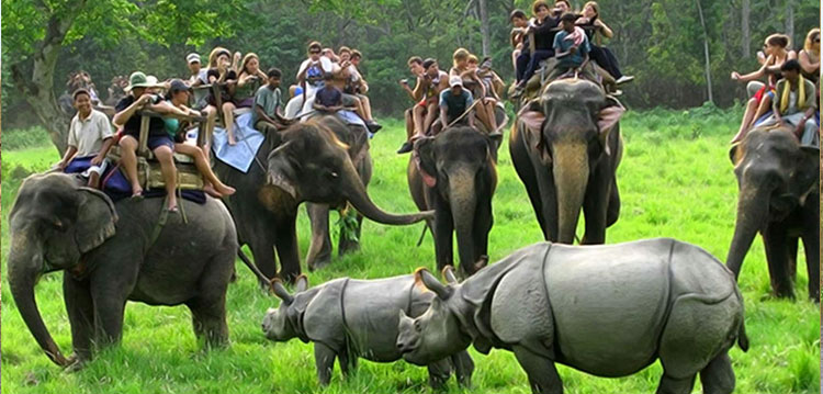 Wildlife Tour Packages